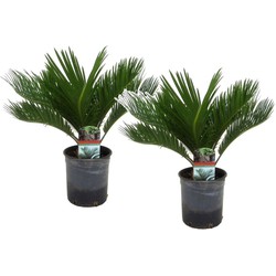 Cycas Revoluta - Set van 2 - Varenpalm - Pot 15cm - Hoogte 45-60cm