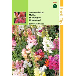 2 stuks - Antirrhinum Majus Nanum Gemengd