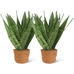 We Love Plants - Sansevieria Zeylanica + Plantbag Terra - 2 stuks - 45 cm hoog - Vrouwentong