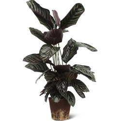 We Love Plants -  Calathea Ornata 2 stuks - 50 cm hoog - Luchtzuiverende plant