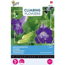 3 stuks - Flowering climbers asarina blue