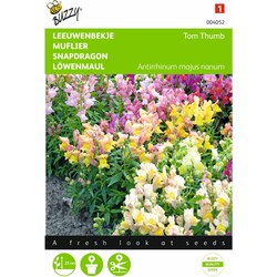 2 stuks - Antirrhinum Majus Pumilum Tom Thumb Gemengd