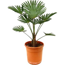 Trachycarpus Wagnerianus - Waaierpalmboom - Pot 24cm - Hoogte 55-65cm