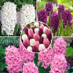 Hyacinthus Pastel Mix - Bloembollen - Set van 20 - Hyacint - Roze/Paars/Wit