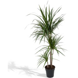 Hello Plants Dracaena Marginata Drakenbloedboom - Ø 21 cm - Hoogte: 115 cm - Palm Kamerpalm