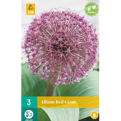 Allium Red Giant