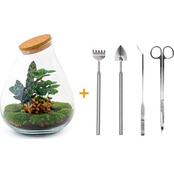 URBANJNGL - Planten terrarium • Drop XXL Rood • Ecosysteem plant • ↑ 43 cm