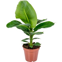 Bananenplant - Musa 'Tropicana' per stuk | Tropische kamerplant in kwekerspot ⌀17 cm - ↕60-70 cm
