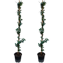 Jasminoides 'Ster van Toscane' - Set van 2 - Jasmijn - ⌀17cm - Hoogte 110-120cm