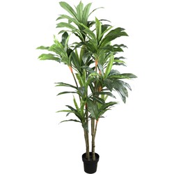 PTMD Tree Green Dracaena in black pot