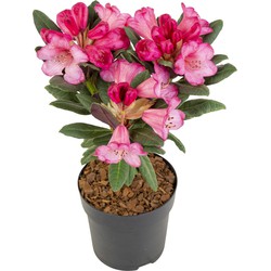 Hello Plants Rhododendron Wine & Roses Rood - Heg Haag Plant - Ø 13 cm - Hoogte: 20 cm