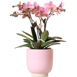 Kolibri Orchids | Oud roze Phalaenopsis orchidee Jewel Treviso in roze Glazed sierpot - Ø12cm