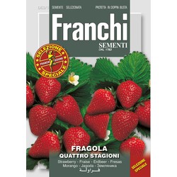 Aardbei Fragola Quatro stagioni 63/1