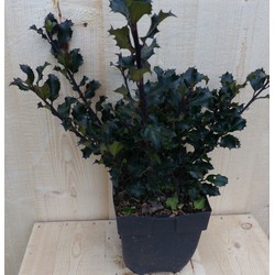 Hulst Zwart/Groen 30 cm