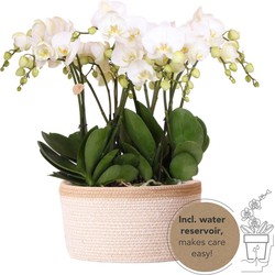 Kolibri Orchids | complete orchideeënset in Cotton Basket | drie witte orchideeën Ghent 12cm | Mono Bouquet wit incl. waterreservoir.