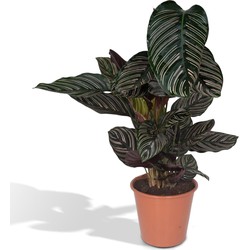 Hello Plants Calathea Ornata Pinstripe - Ø 19 cm - Hoogte: 75 cm - Kamerplant Pauwenplant