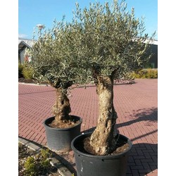 Olijfboom Olea 240 cm XL-stam - Warentuin Natuurlijk