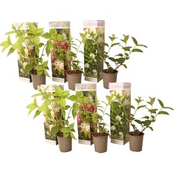 Hortensia Paniculata - Mix van 6 - Tuinplanten - Pot 9cm - Hoogte 25-35cm