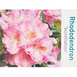 Rhododendron Scintillation