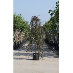 Rode treur sierappel Malus Royal Beauty h 210 cm st. omtrek 8 cm st. h 180 cm - Warentuin Natuurlijk