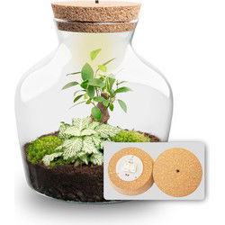 URBANJNGL - Planten terrarium • Little Joe • Ecosysteem plant • ↑ 21,5 cm