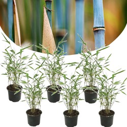 Fargesia Grex - Set van 6 blauwe bamboe - winterhard - Pot 13cm - Hoogte 30-40cm
