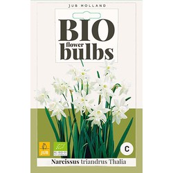 3 stuks - Narcissus triandrus Thalia 4 bollen