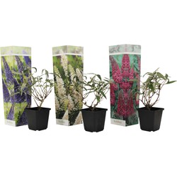 Vlinderstruiken - Mix van 3 - Buddleja - Tuinplanten - Pot 9cm - Hoogte 25-40cm