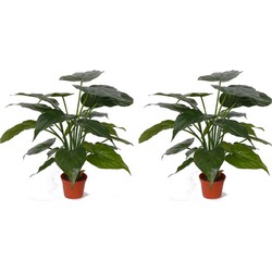 Set van 2x stuks groene nep Alocasia kamerplanten 51 cm - Kunstplanten