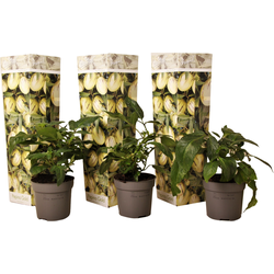 Meloenpeer - Set van 3 - Solanum Muricatum 'Pepino gold' - Hoogte 25-40cm - ⌀9cm