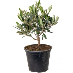 Floraya - Olijfboom | Olea Europaea - Buitenplant in kwekerspot ⌀14 cm - ↕30-40 cm