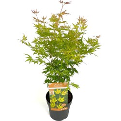 Hello Plants Acer Palmatum Orange Lace Japanse Esdoorn - Struik, Sierheester - Ø 19 cm - Hoogte: 40 cm