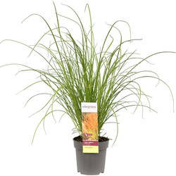 Hello Plants Carex Testacea Prairie Fire Zegge - Siergras - Ø 14 cm - Hoogte: 30 cm