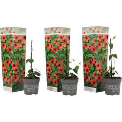 Thunbergia alata - Set van 3 - Arizona Red - Hoogte 25-40cm - ⌀9cm