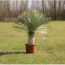Gewone palmlelie Yucca rostrata h 100cm st. h 35 cm - Warentuin Natuurlijk