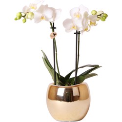 Kolibri Orchids | Witte Phalaenopsis orchidee – Amabilis + Bowl sierpot goud – potmaat Ø9cm – 40cm hoog | bloeiende kamerplant in bloempot - vers van de kweker