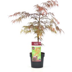 Acer palmatum 'Garnet' - Japanse Esdoorn - Pot 19cm - Hoogte 60-70cm