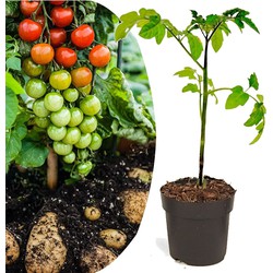 TomTato - Tomaat en Aardappel in één - Pot 10.5cm - Hoogte 25-40cm