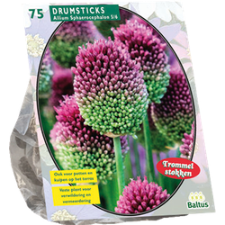 Allium Sphaerocephalon per 75 bloembollen