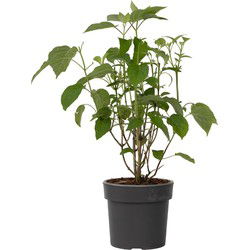 Hortensia - Hydrangea 'Strong Annabelle' - Hoogte 30-40cm - ⌀19cm