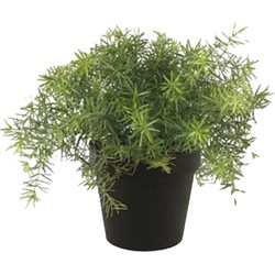 Emerald Kunstplant Asparagus - groen - in zwarte pot - 25 cm - Kunstplanten