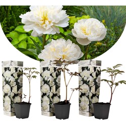 Paeonia Duchesse de Nemours - Wit - Set van 3 - Pioenroos - ⌀9cm - Hoogte 0-40cm