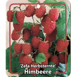 Rubus Idaeus Zefa Herbsternte