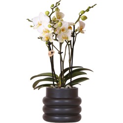 Kolibri Orchids | Witte phalaenopsis orchidee - Lausanne + Bubble pot black- potmaat Ø9cm | bloeiende kamerplant - vers van de kweker