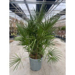 Chamaerops humilis 25 liter pot