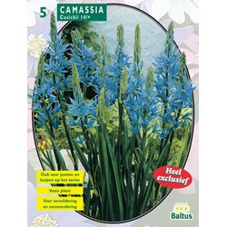 2 stuks - Camassia Cusickii per 5