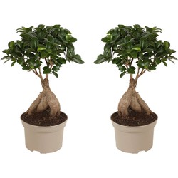 Ficus Ginseng - Japanse Bonsai - Set van 2 - Pot 12cm - Hoogte 30-40cm