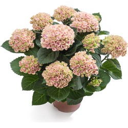 Kamerhortensia roze - magical revolution  – doorkleuring 150 dagen - 40cm hoog, ø14cm - bloeiende kamerplant - vers van de kwekerij