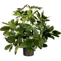 Kunstplant Baby Schefflera Deluxe 45 cm