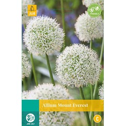 Allium Mount Everest, 1 bloembol